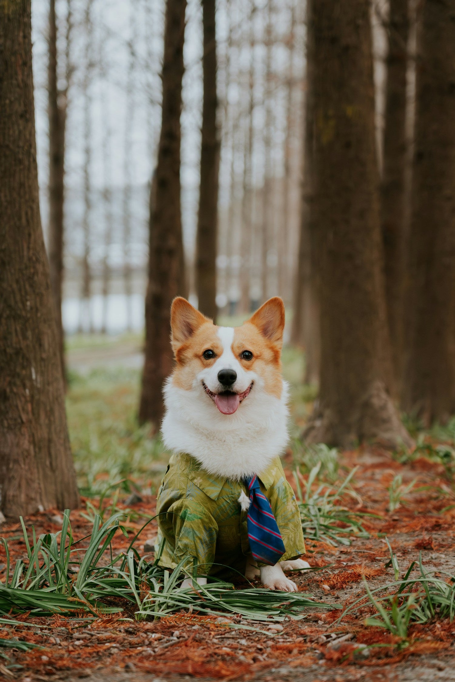 For Your Pets