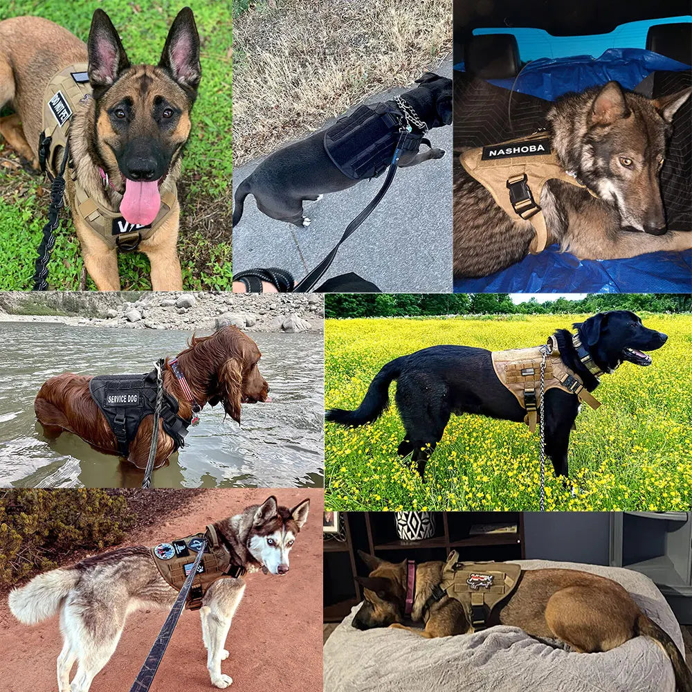 Dog Harness And Leash Set For Training And Walking